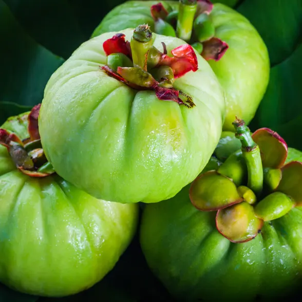 Garcinia cambogia Garcinia-Frucht
