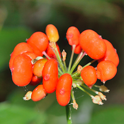Panax Ginseng