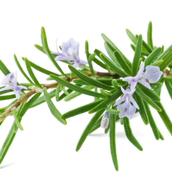 ROSEMARY LEAF EXTRACT