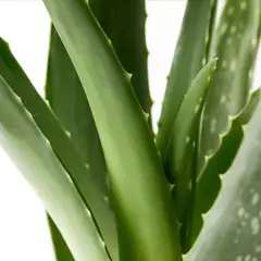 Aloe-Vera-Blatt