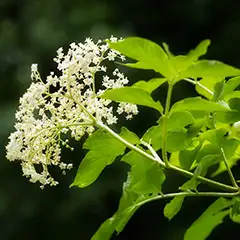 Eleutherosides (Siberian Ginseng)