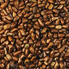 Cassia seeds