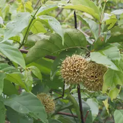 UNCARIA RHYNCHOPHYLLA (GOU TENG)