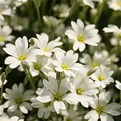 MEADOWFOAM SEED OIL 