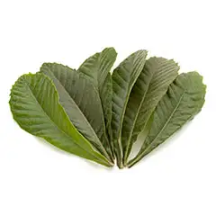 Loquat Leaf