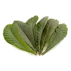 Loquat-Leaf