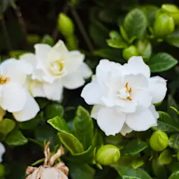 Gardenia Flower