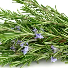 Daun Rosemary