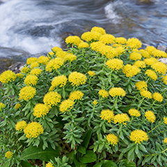 Rhodiola Rosea