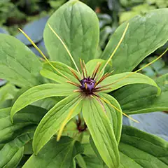 Rhizome de Paris polyphylla