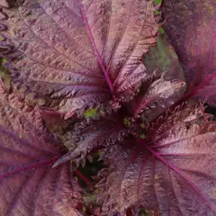 紫蘇葉