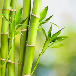 Bamboo Leaf