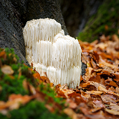 Lions Mane Mushroom (Hericium Erinaceus)