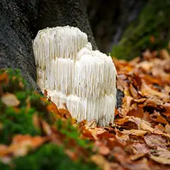 Lions Mane Mushroom (Hericium Erinaceus)  