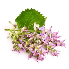 Clary Sage Oil 