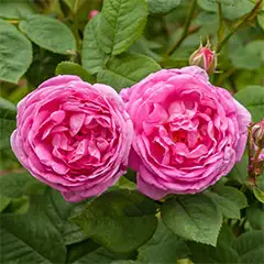 Rosa Centifolia Flower Water