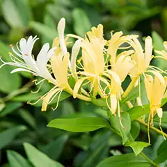 Japenese Honeycuckle Flower