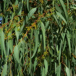 Eucalyptus Globus Leaf Oil