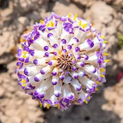 Desert Cistanche 