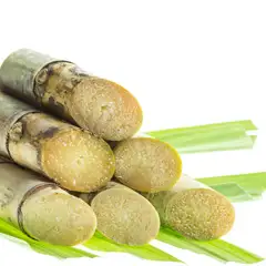 Sugar Cane Extract