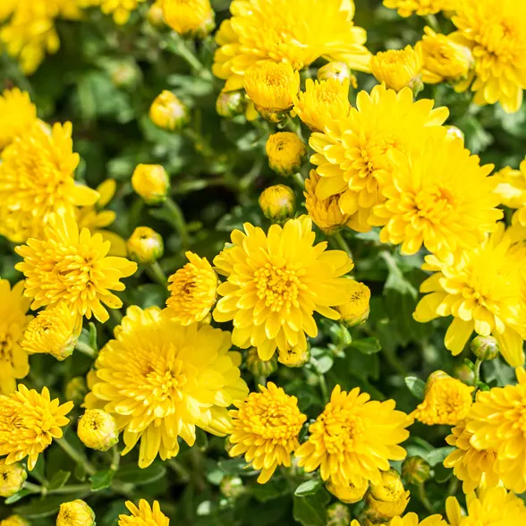 Chrysanthemum