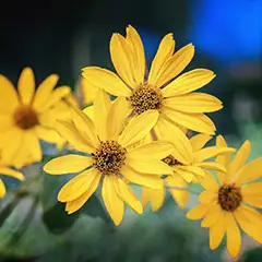 Extrait de fleur d'arnica montana