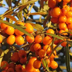 FRUTA DE BUCKTHORN DE MAR