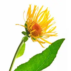 Inula Helenium Extract