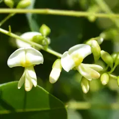 Japanese Sophora Flower