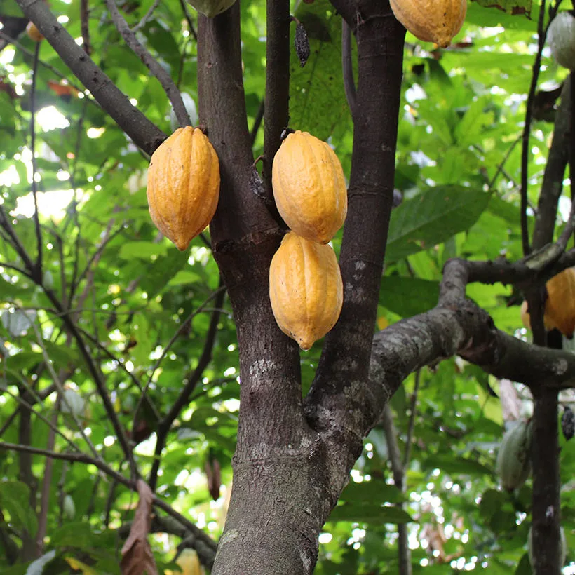 Quand récolter le cacao ? - GrandSur