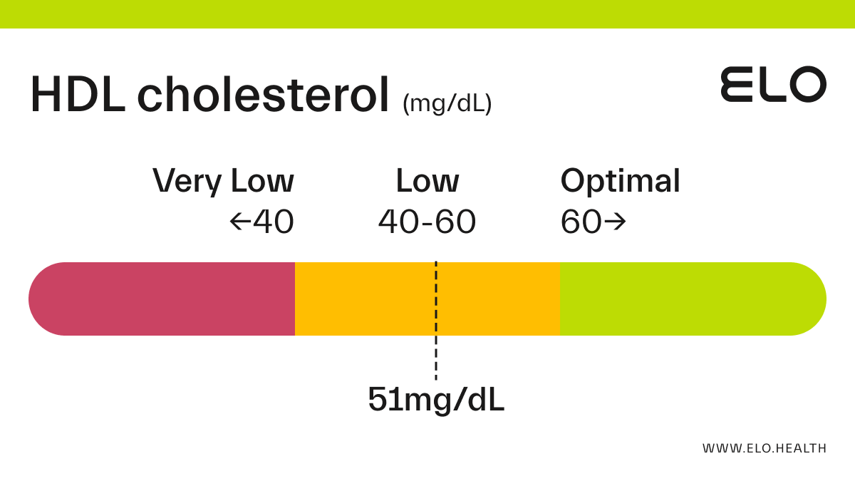 HDL Cholesterol: 51 mg/dL