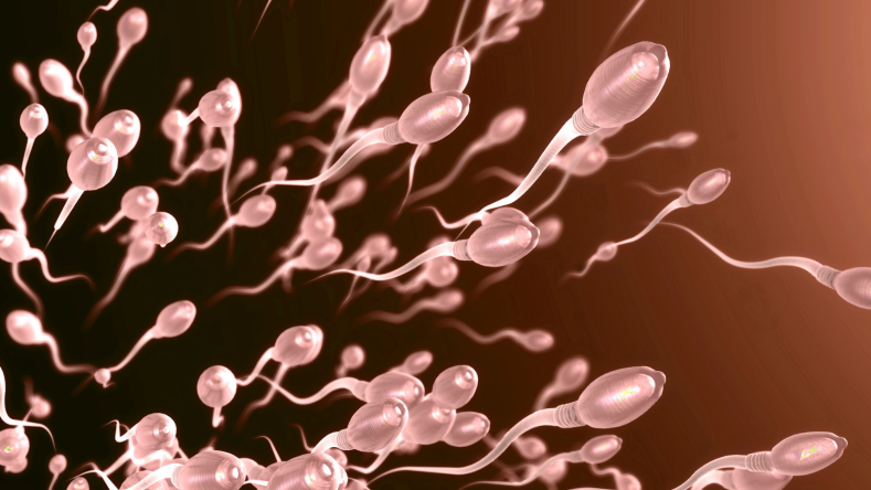 Many sperm against a burgundy background