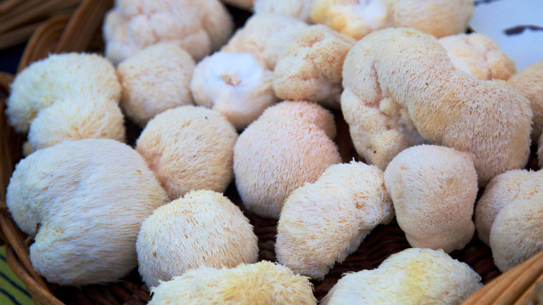 lion's mane mushroom