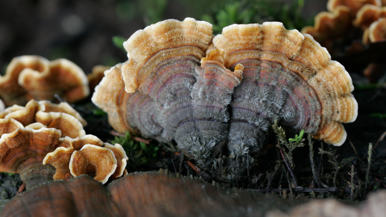 turkey tail mushrooms