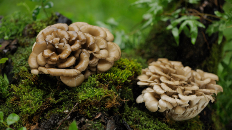 maitake mushrooms