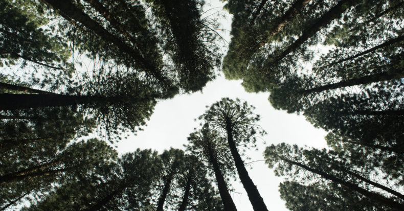 trees in the forest