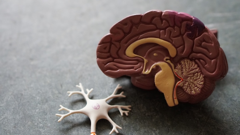 Plastic model of the human brain on a gray background