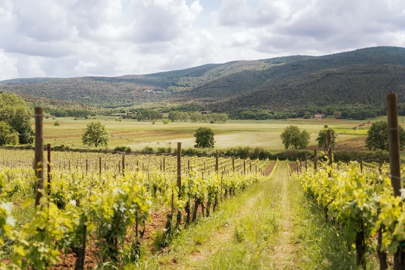 Tuscany day trip from Florence: Chianti, San Gimignano, and Siena 8