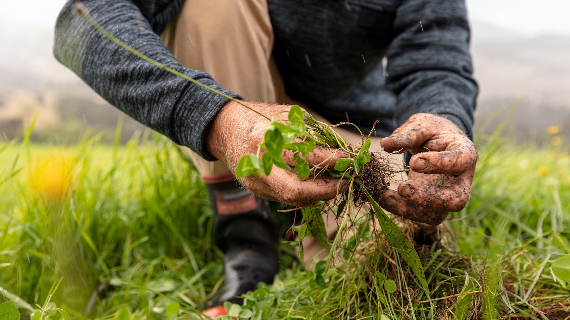 Allbirds Regenerative Agriculture - Sustainable Practices | Goals ...