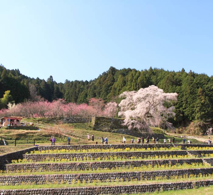 Matabe Cherry Blossoms 02