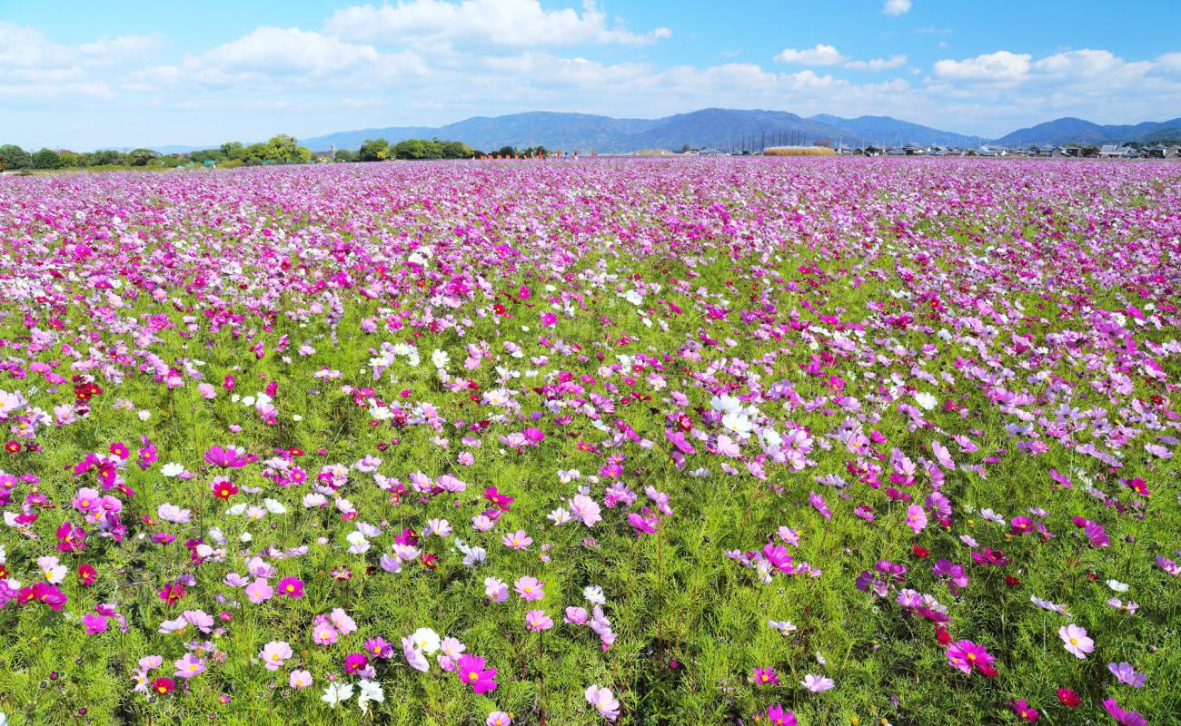 Former Site of Fujiwarakyo Capital