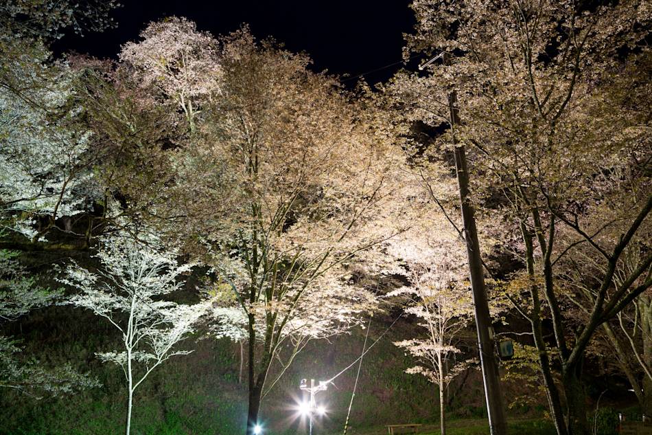 Yoshino Cherry Blossoms by Night 01