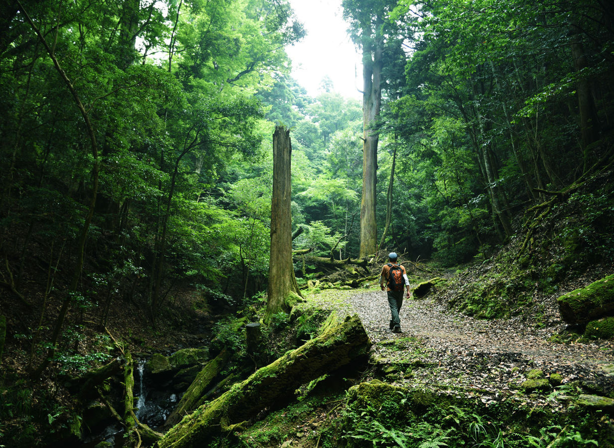 Hiking the Forest of the Gods - Official Nara Travel Guide