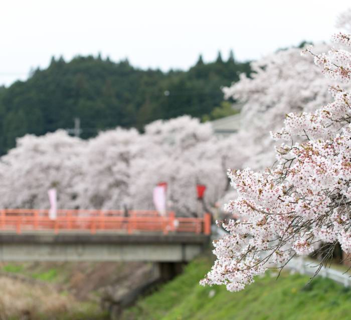 Mikumari Cherry Blossoms 02