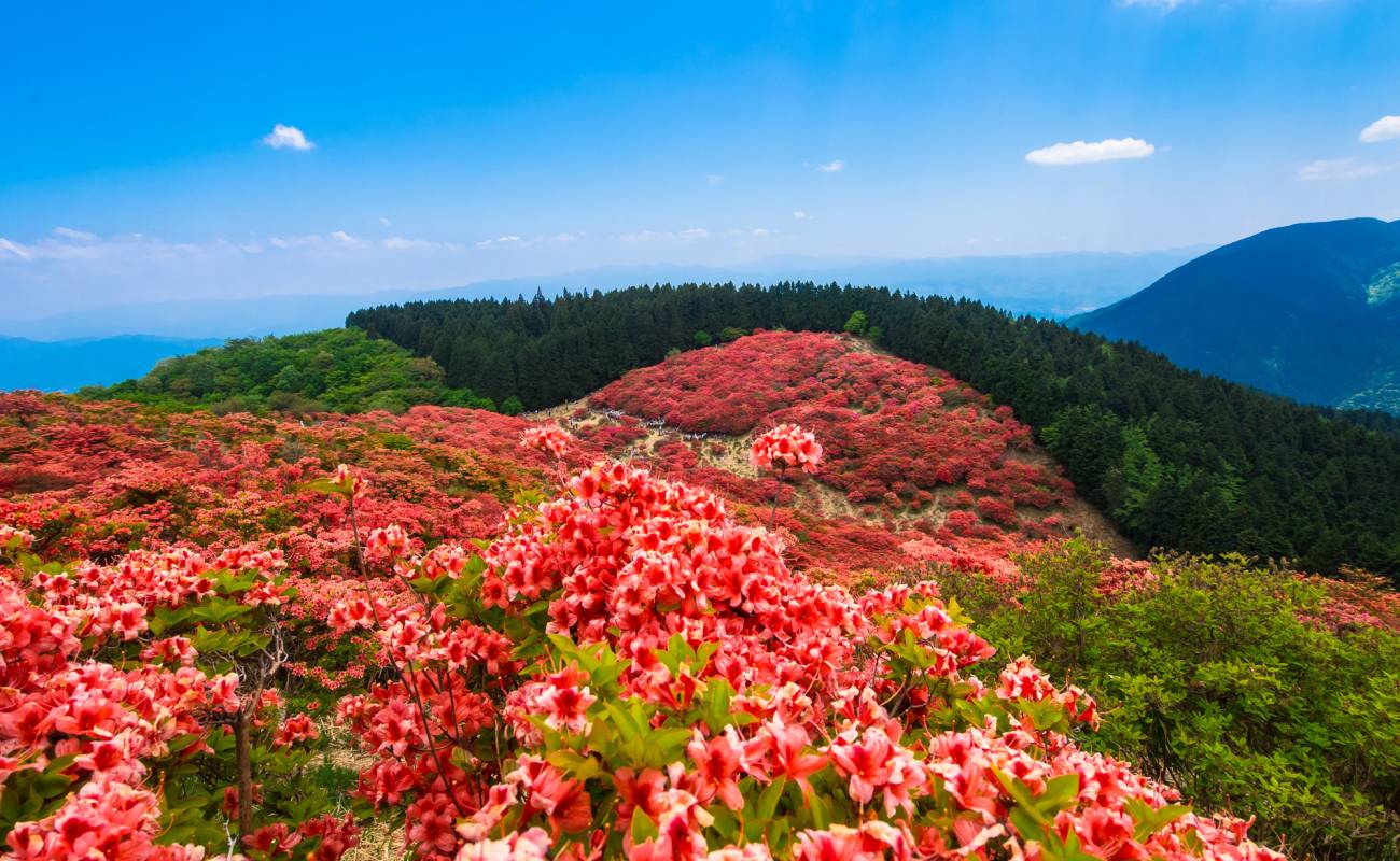 Mt. Katsuragi Azalea