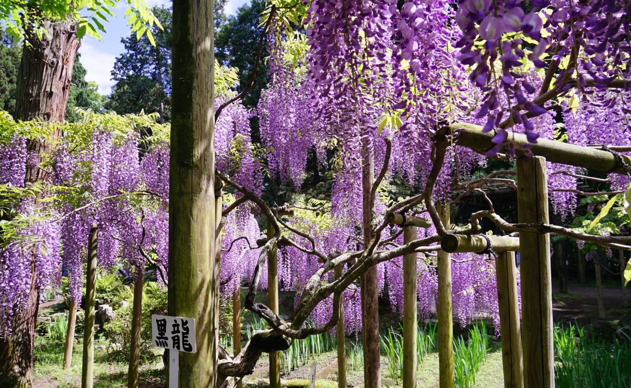 Kasugataisha Shrine Man'yo Botanical Garden