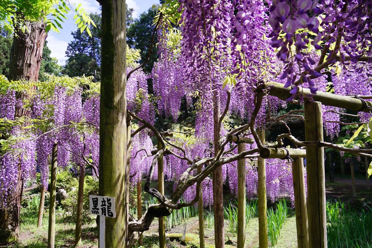 Kasugataisha Shrine Man'yo Botanical Garden - Official Nara Travel Guide
