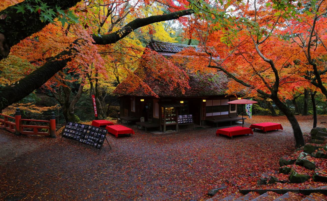 Nara Park