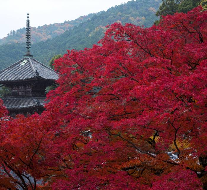 Tsubosaka-dera Temple (Minami Hokkeji Temple) 03