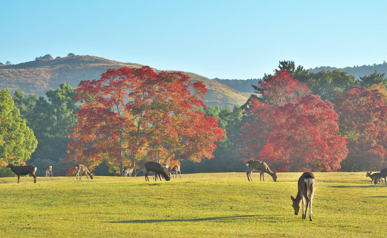 Nara Park